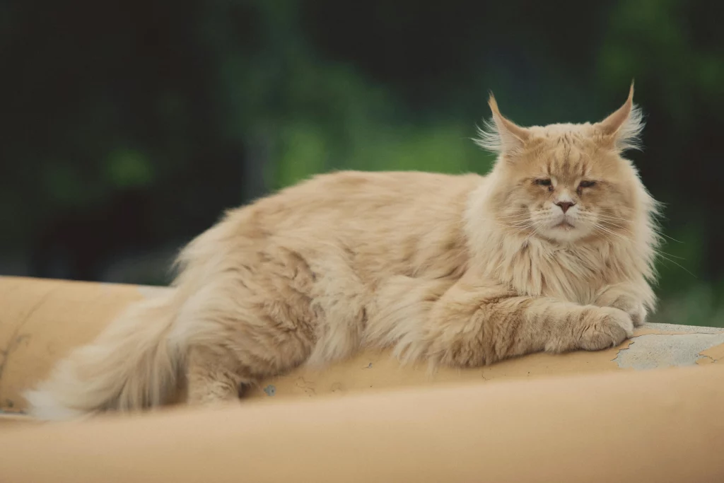 Maine Coon – Die majestätische Waldkatze aus Nordamerika